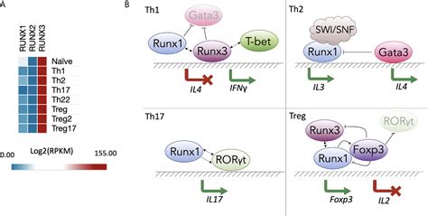 runx bet|The Transcription Factors T.